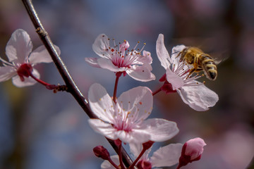 Honigbiene auf Kirschblüte