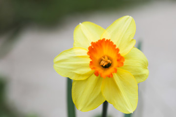 Narcissus flower close up view spring time
