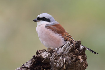 Neuntöter / Red-backed shrike / Lanius cullurio