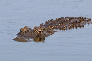 Nilkrokodil / Nile Crocodile / Crocodylus Niloticus