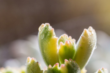 Succulents, bear boy,Cotyledon tomentosa
