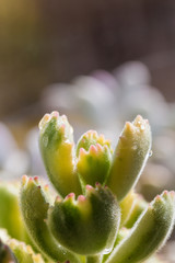 Succulents, bear boy,Cotyledon tomentosa