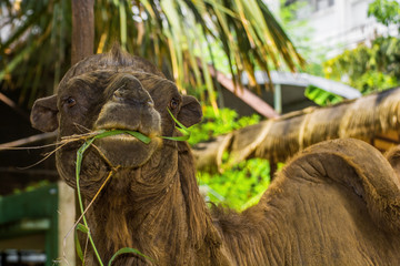 Camels standing, chewing grass