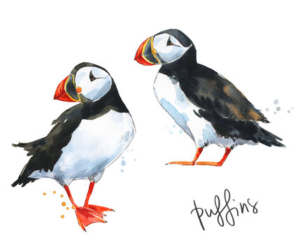 How to draw a puffin  Childrens books  The Guardian
