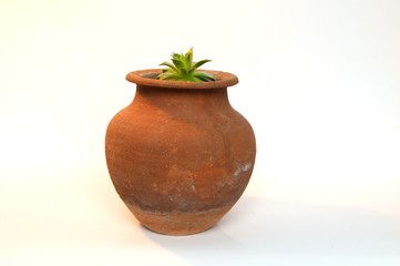 Cactus and Succulents in handmade pots