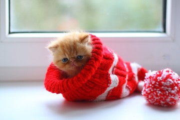 cat, kitten, animal, pet, cute, feline, domestic, fur, white, eyes, kitty, persian, fluffy, portrait, beautiful, adorable, young, isolated, red, pets, mammal, blue, small, funny, nature