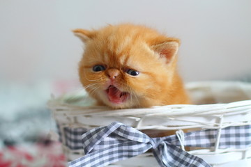 cat, kitten, animal, pet, cute, feline, domestic, fur, white, eyes, kitty, persian, fluffy, portrait, beautiful, adorable, young, isolated, red, pets, mammal, blue, small, funny, nature