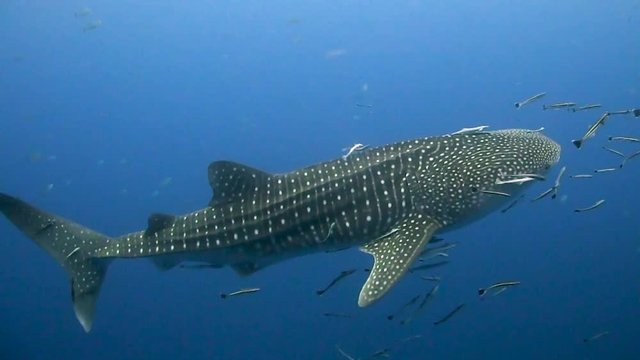 Whale Shark at Koh Tao Thailand 
Filmed with
Canon HF G20 1080 HD