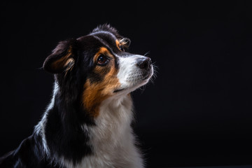 islay ist eine Australien Shepherd Hündin. Züchter Red-Sunset-Aussies Miriam Kursch