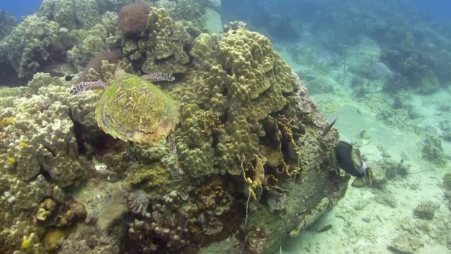 Hawksbill Turtle swim at Koh Tao Thailand 
Filmed with
Canon Hf G20 1080 HD
