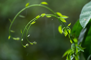 A young top of bamboo grass