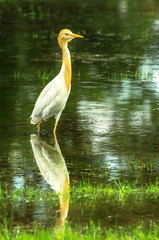 Cattle Egret standing with reflection