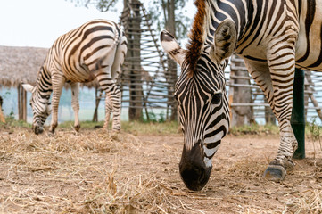 Fototapeta na wymiar closeup zebra eating grass with soft-focus and over light in the background