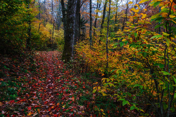 Obraz premium Flat Creek Trail in Great Smoky Mountains National Park in North Carolina, United States