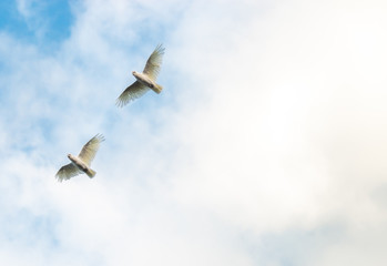 little corella  Australian bird flying in the blue sky