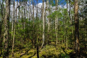 Floodplain Forest in Congaree National Park in South Carolina, United States
