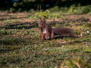 Eichhörnchen im grass