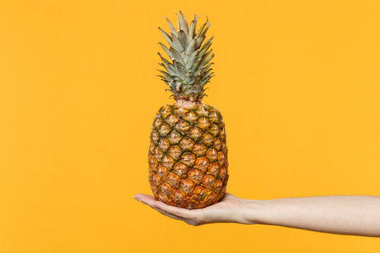Close up cropped photo of female hold in hands fresh ripe pineapple fruit isolated on yellow orange wall background in studio. Proper healthy nutrition, vitamins concept. Mock up copy space.