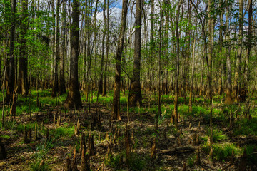 Floodplain Forest in Congaree National Park in South Carolina, United States