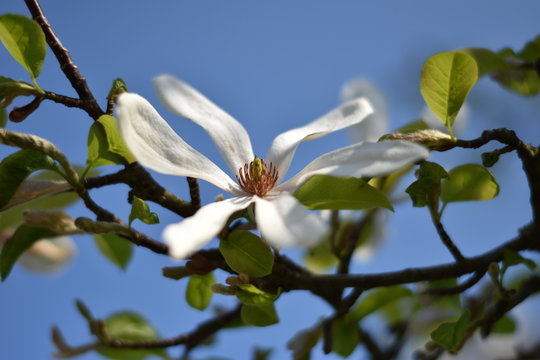 Magnolienbl&uuml;te (Magnolia)