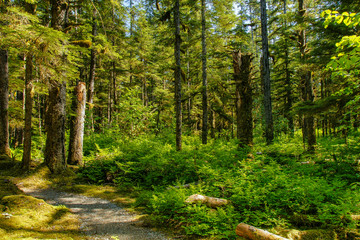 The Forest Loop Trail in the Bartlett Cove area of Glacier Bay National Park in Alaska, United States