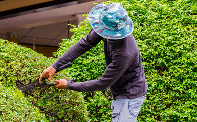 Gardener hands hold scissors and pruning bushes with expertise in cozy home garden on summer. 