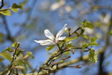 Magnolienblüte (Magnolia)