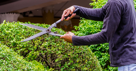Gardener hands hold scissors and pruning bushes with expertise in cozy home garden on summer. 