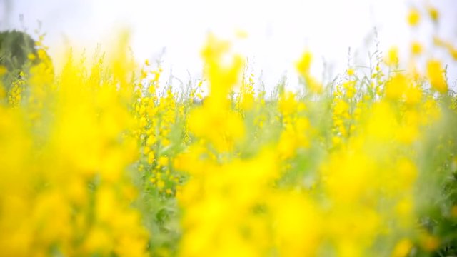  Close up focus to sunhemp field / turn focus to Crotalaria juncea