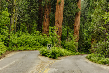 Giant Forest Road Split in Sequoia National Park in California, United States