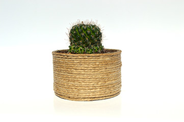 Cactus and Succulents in handmade pots