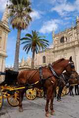 Fototapeta na wymiar horses at the Cathedral of Saint Mary of the See (Seville Cathedral) in Seville, Andalusia, Spain in a sunny day.