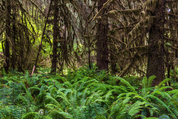 Hall of Mosses in Olympic National Park in Washington, United States