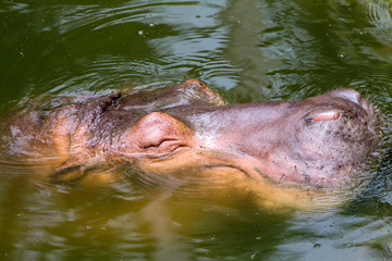 hippopotamus Sleep in river