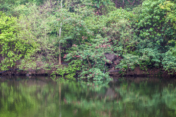 Fototapeta premium Tree in forest reflect water before sunset for wallpaper