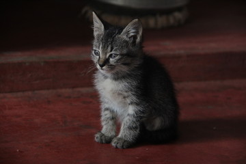 Obraz premium Angry Cat