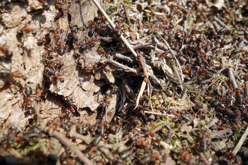 The life of ants in an ant