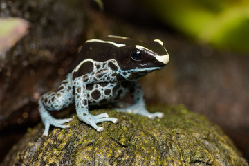 Dyeing poison dart frog "Powder blue" on the rainforest floor