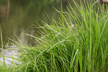 Fototapeta premium Grass and water before sunset for background