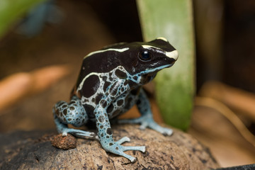 Dyeing poison dart frog 