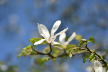 Magnolienblüte (Magnolia)