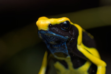Dyeing poison dart frog 