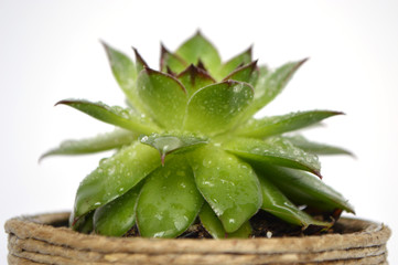Cactus and Succulents in handmade pots