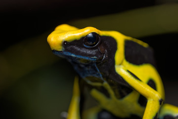 Dyeing poison dart frog "Regina" on the rainforest floor