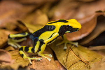 Dyeing poison dart frog 