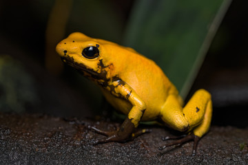 Golden poison frog on the rainforest floor