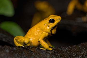 Fototapeta premium Golden poison frog on the rainforest floor