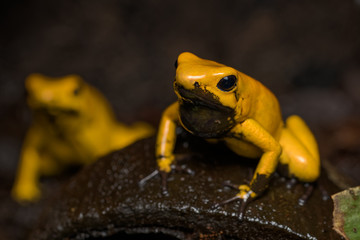 Golden poison frog on the rainforest floor