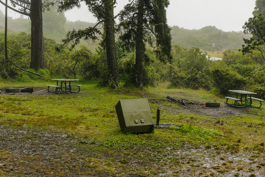 Hosmer Grove Campground in Haleakala National Park in Hawaii, United States