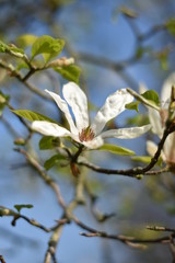 Magnolienblüte (Magnolia)